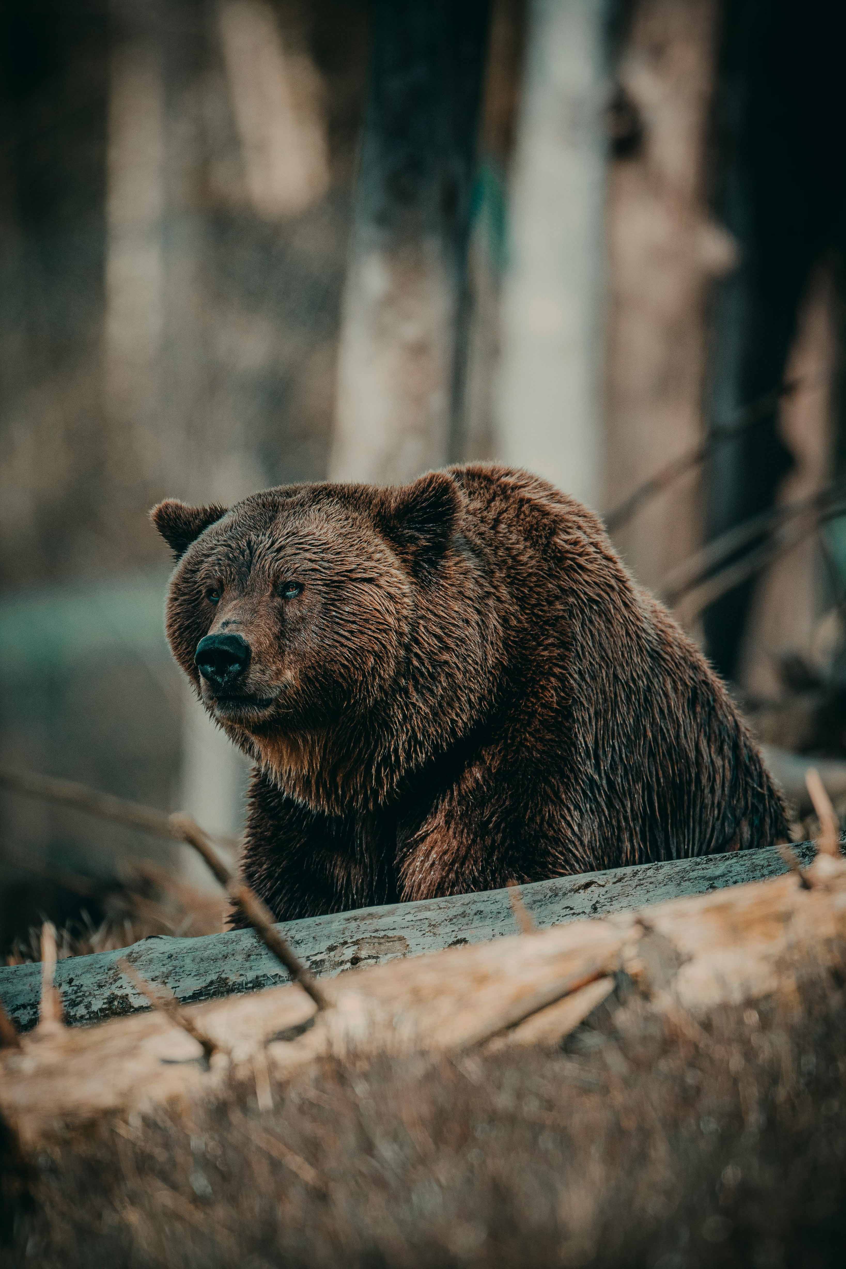 Wildlife Awareness